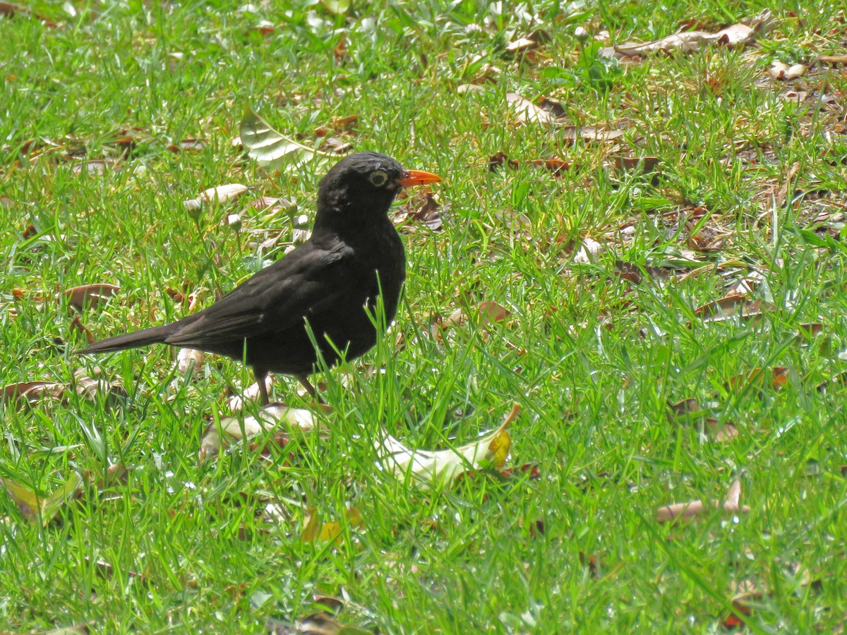 Eurasian Blackbird - ML121727021