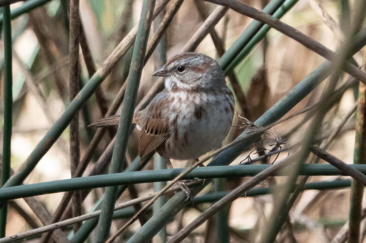 Song Sparrow - ML121727161