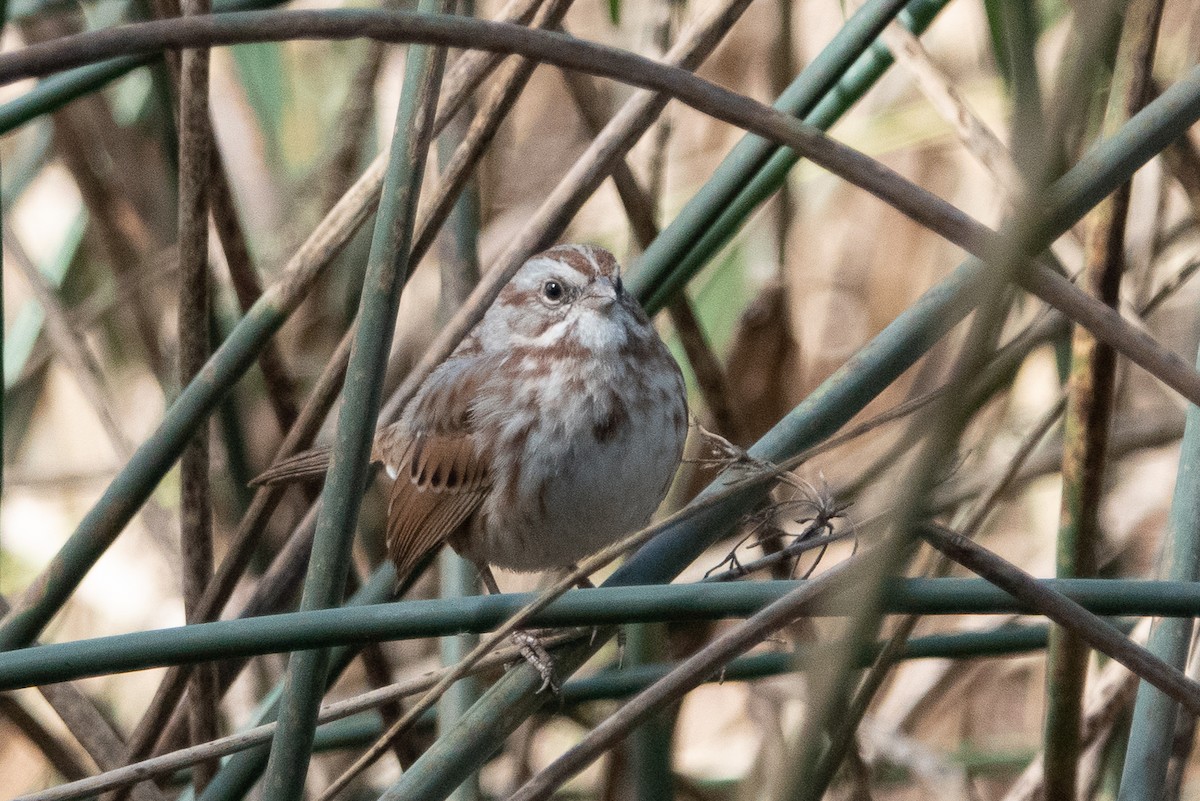 Song Sparrow - ML121727171