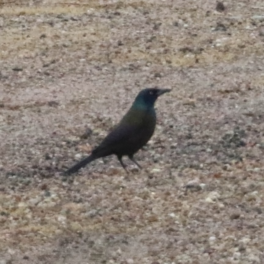 Common Grackle - ML121727191