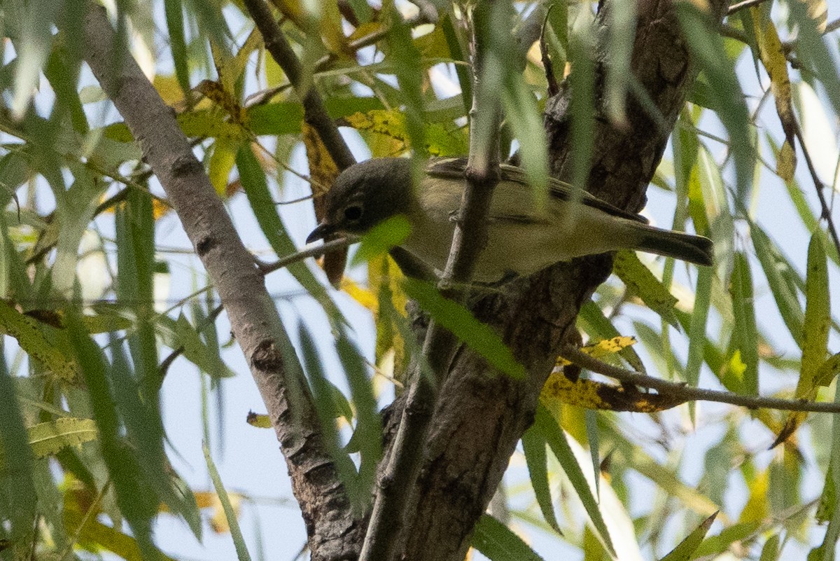 Cassin's Vireo - ML121727271