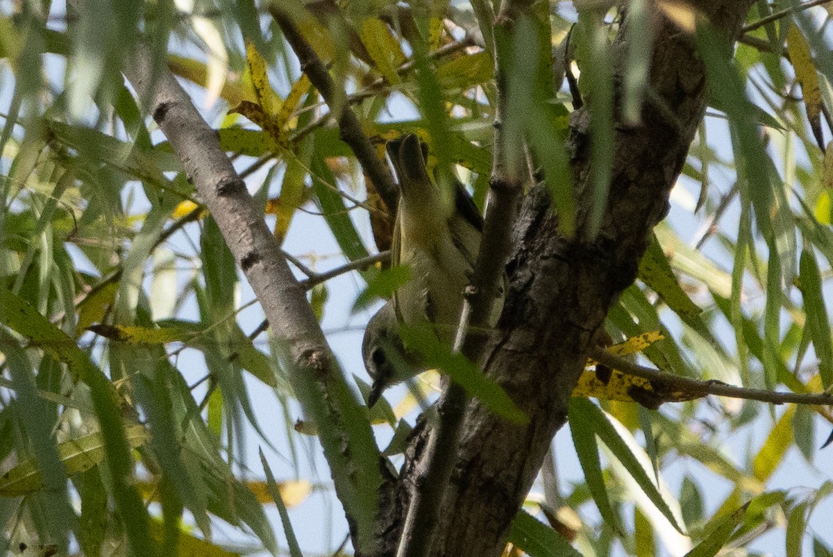 Cassin's Vireo - ML121727281