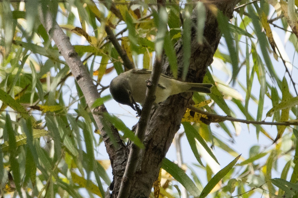 Cassin's Vireo - ML121727291