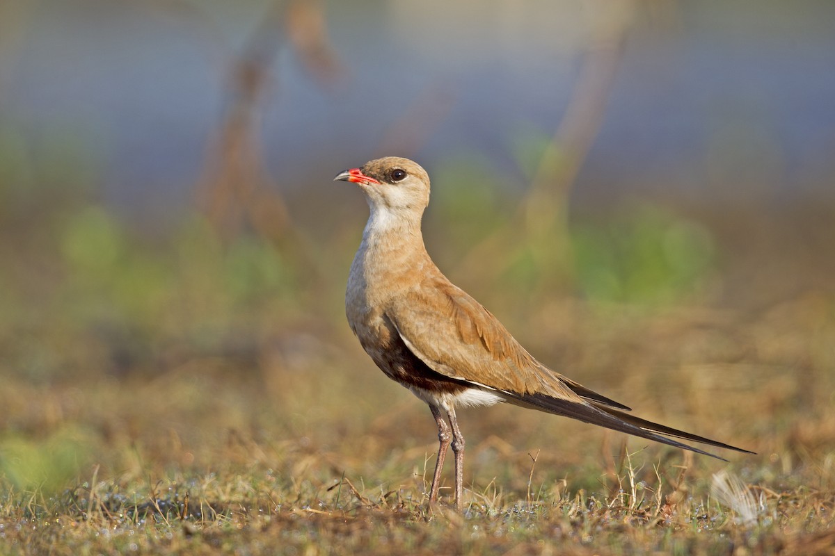 Australian Pratincole - Mat Gilfedder