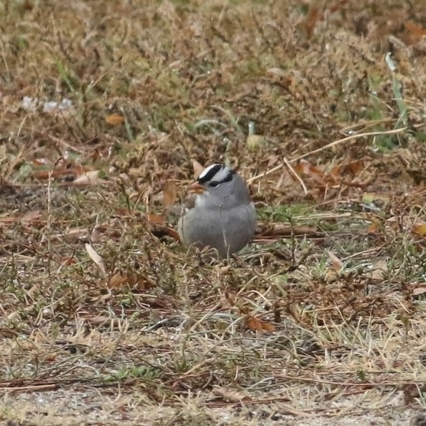 White-crowned Sparrow (Gambel's) - ML121728481