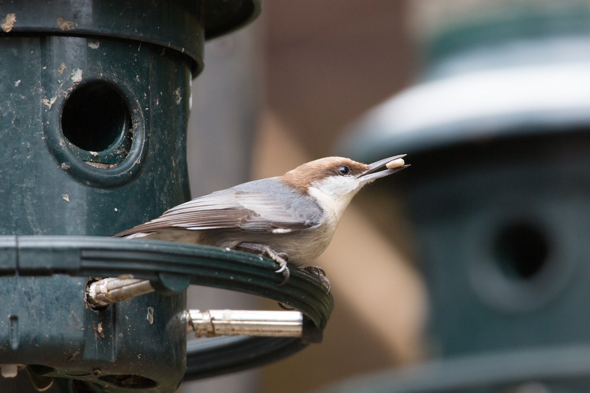 Brown-headed Nuthatch - Marbry Hopkins