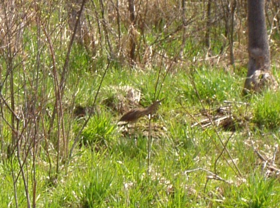 American Bittern - ML121733121