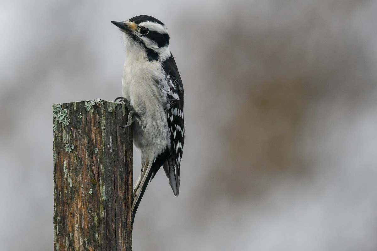 Downy Woodpecker - sheri oosterveen