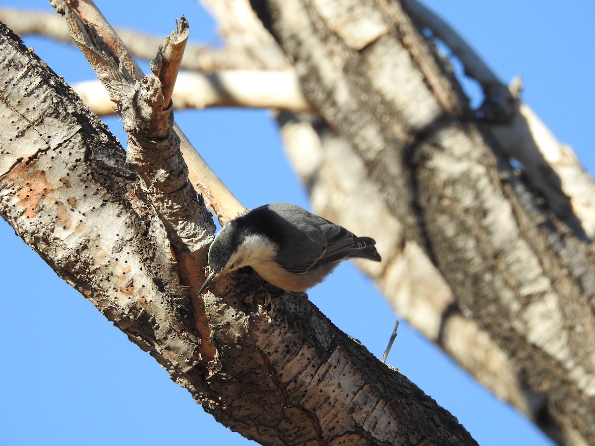 White-breasted Nuthatch - ML121733851