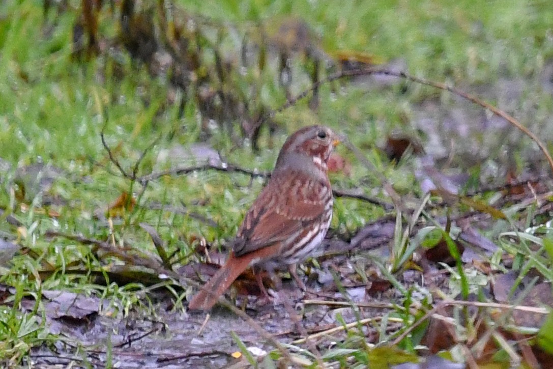 Fox Sparrow - sheri oosterveen