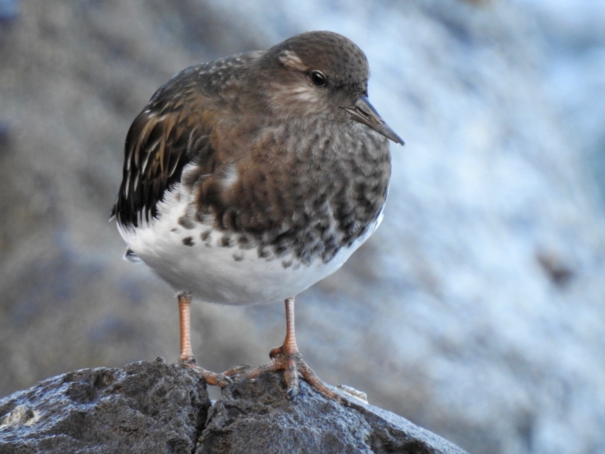 Black Turnstone - Isaac  Denzer