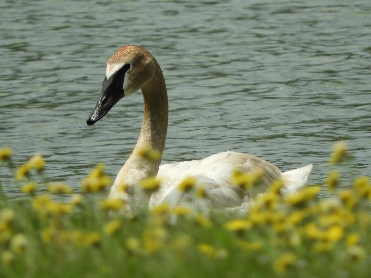 Trumpeter Swan - ML121734941