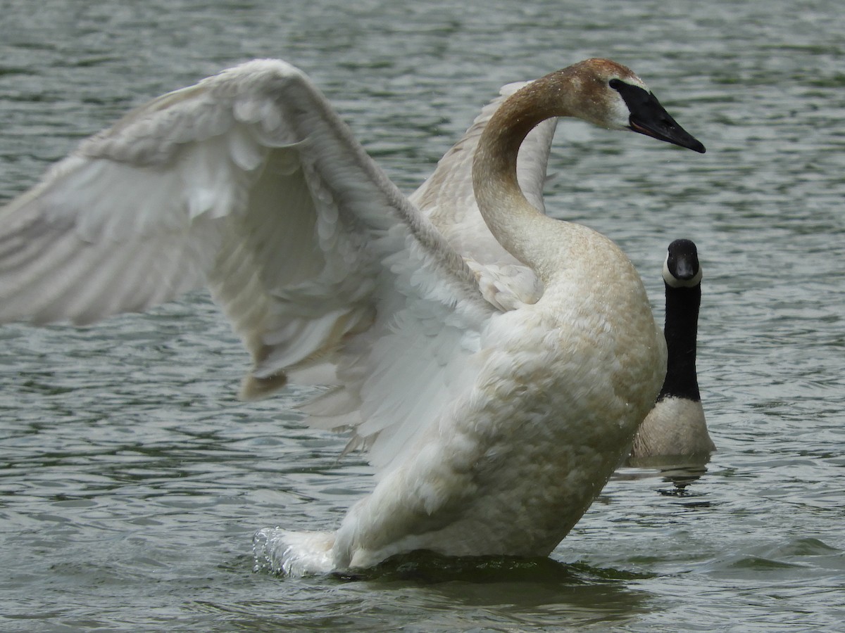 Trumpeter Swan - ML121735031