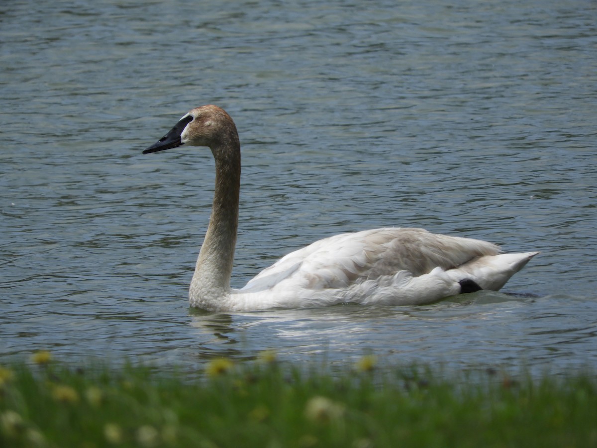 Trumpeter Swan - ML121735111