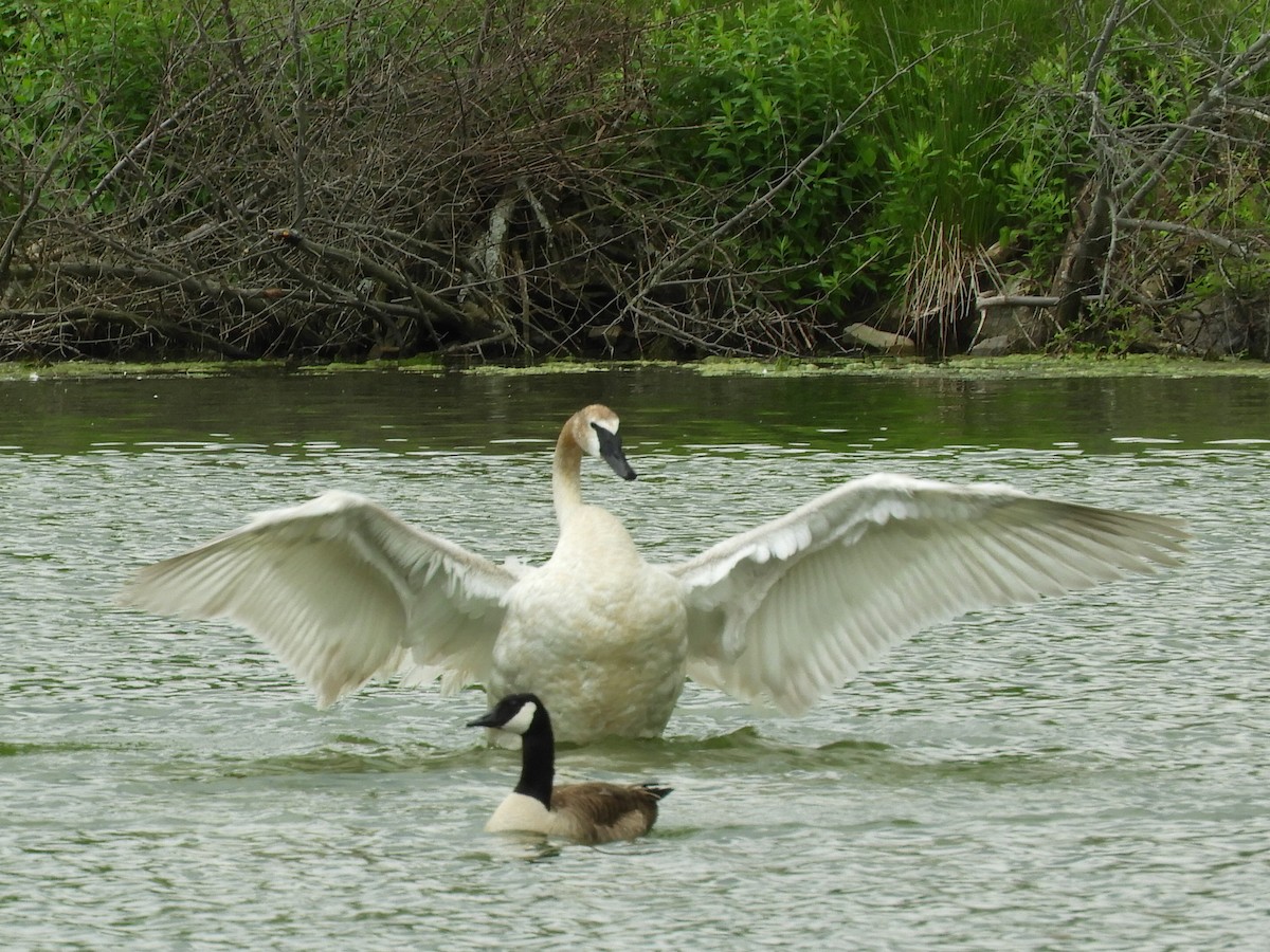 Trumpeter Swan - ML121735191