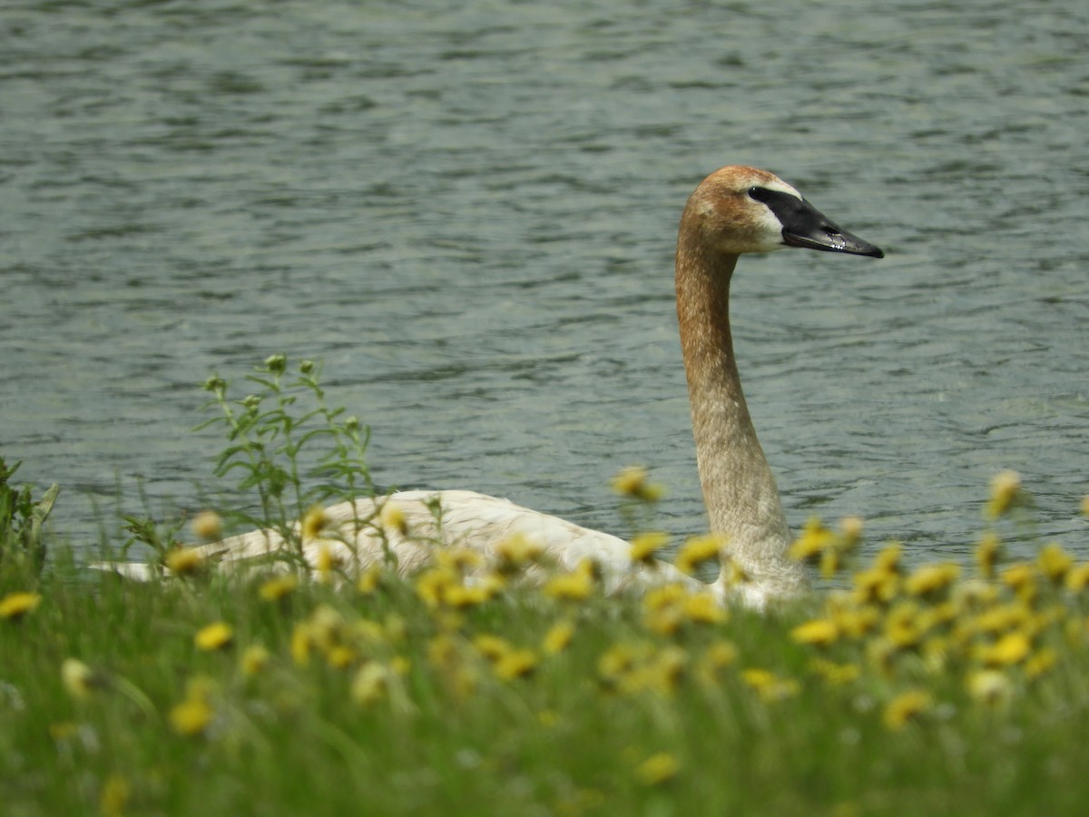 Trumpeter Swan - ML121735241