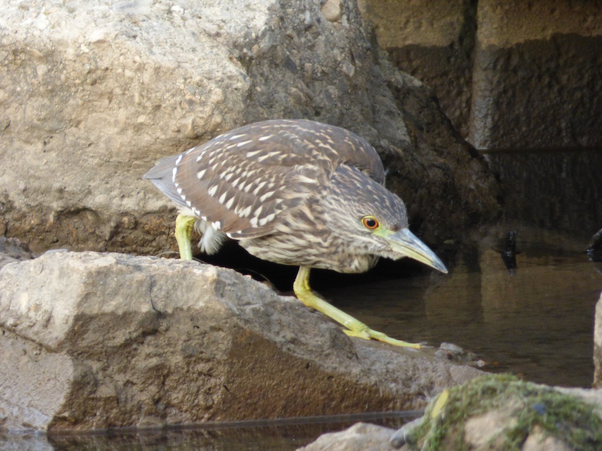 Black-crowned Night Heron - Benjamin Zerante