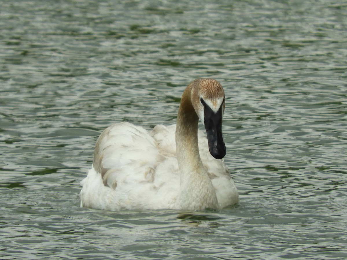 Trumpeter Swan - ML121735271