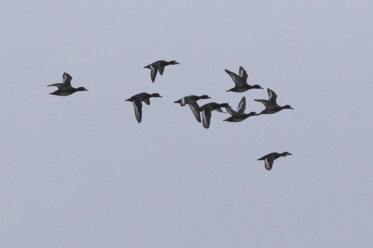 Greater Scaup - Michael Bowen