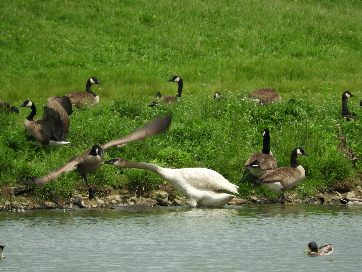 Trumpeter Swan - ML121735431