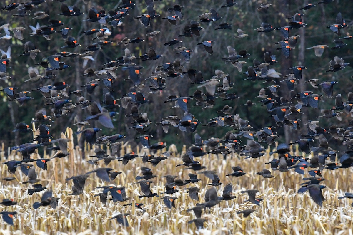 Red-winged Blackbird - sheri oosterveen