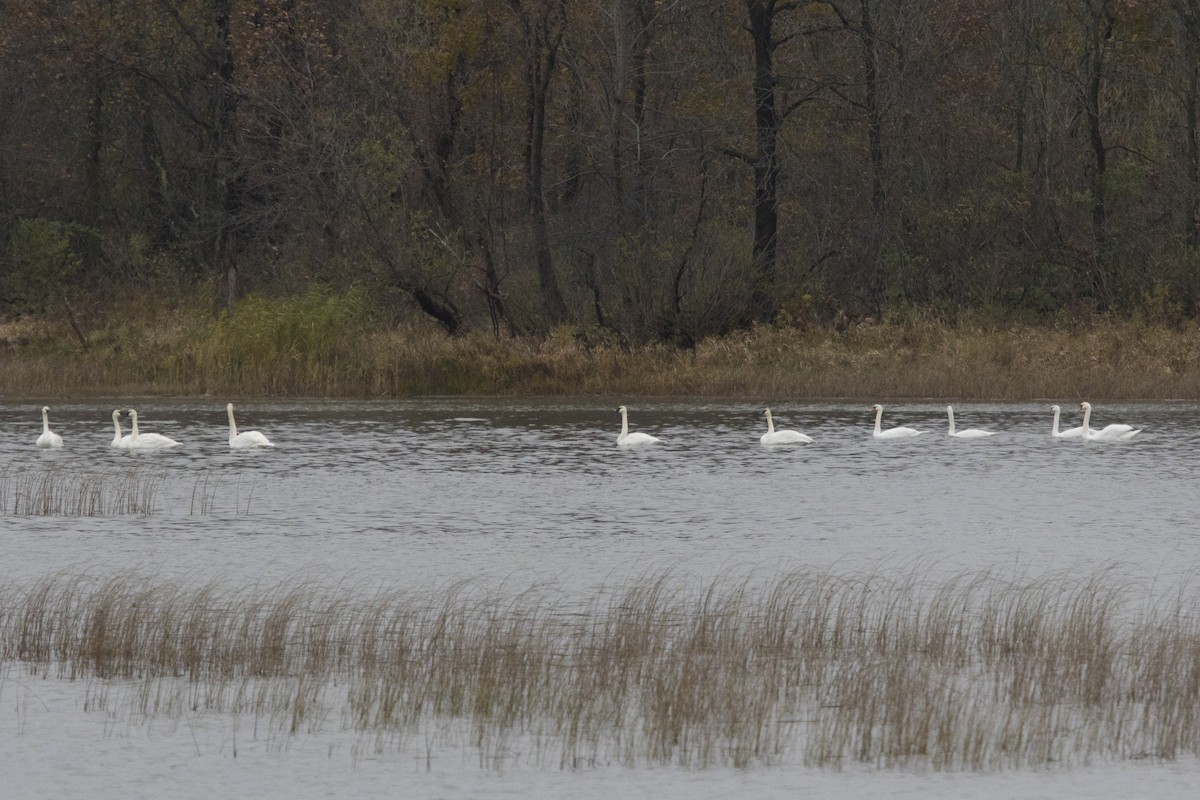 Cygne tuberculé - ML121735631