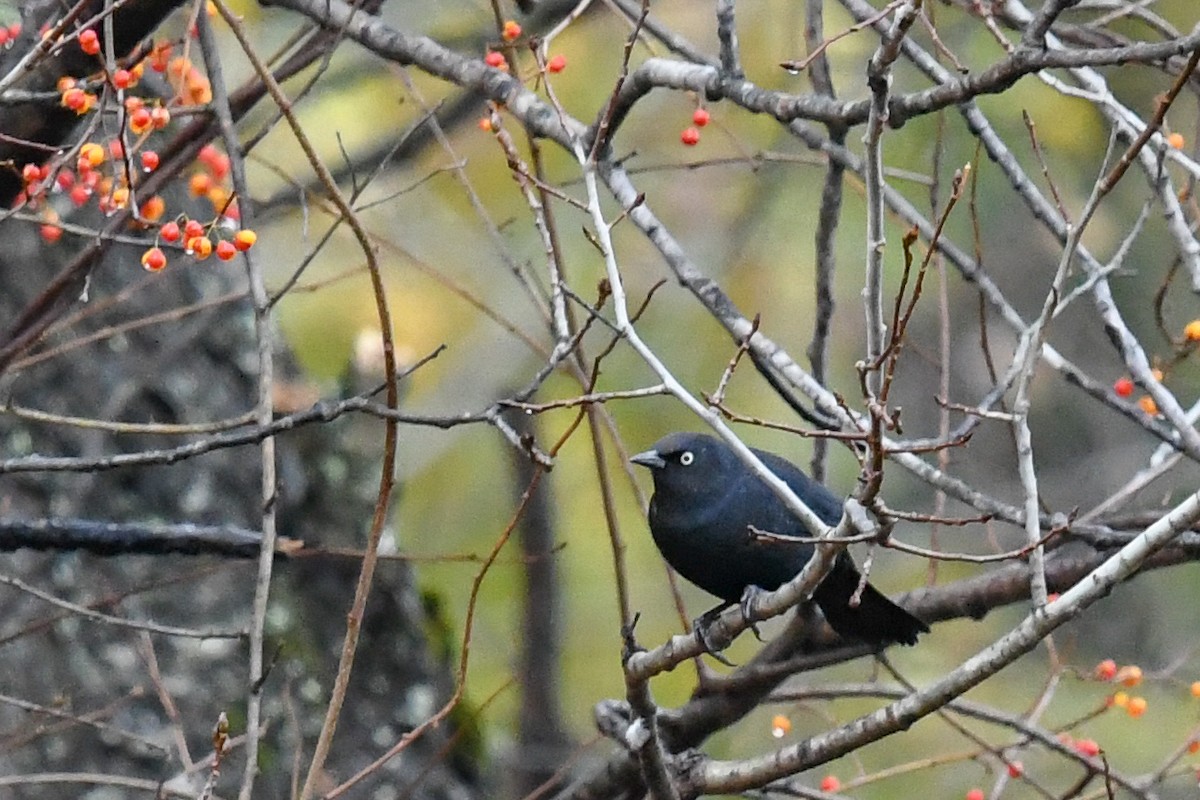 Rusty Blackbird - ML121735681