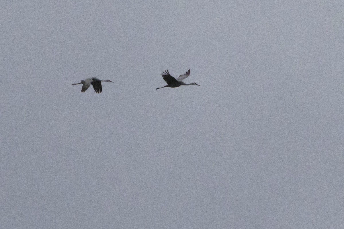 Sandhill Crane - ML121735721