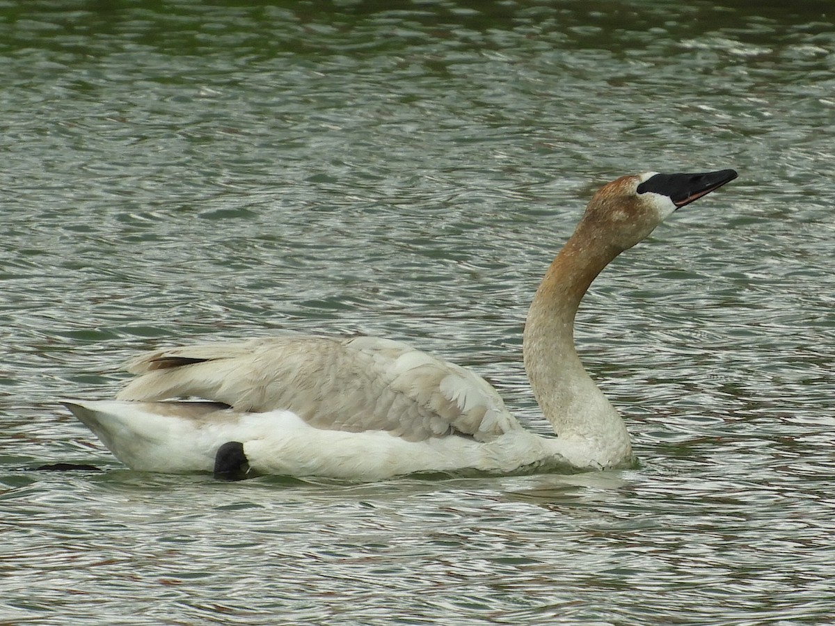 Trumpeter Swan - ML121735871