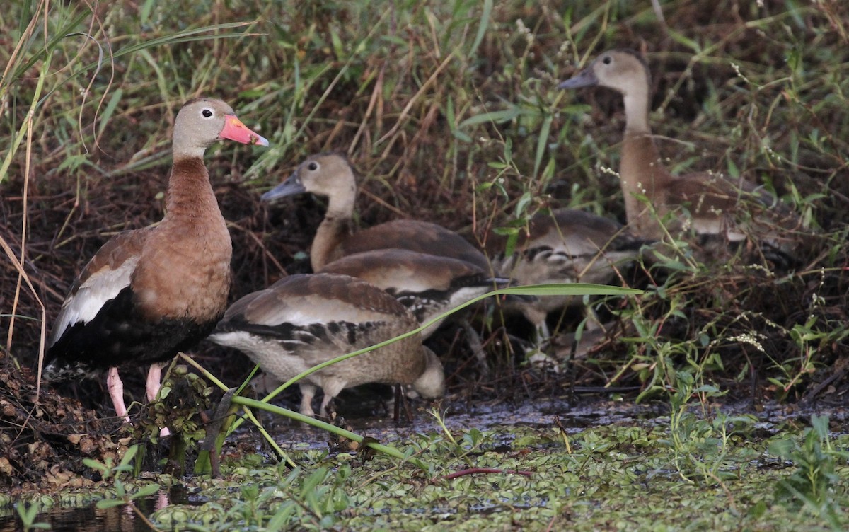 Black-bellied Whistling-Duck - William Matthews