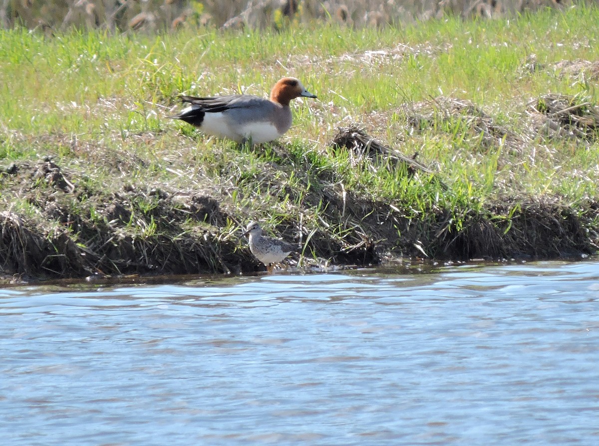 Eurasian Wigeon - ML121737161