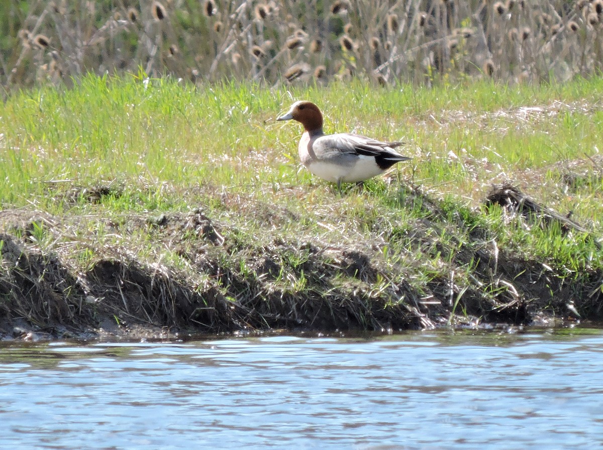 Eurasian Wigeon - ML121737181