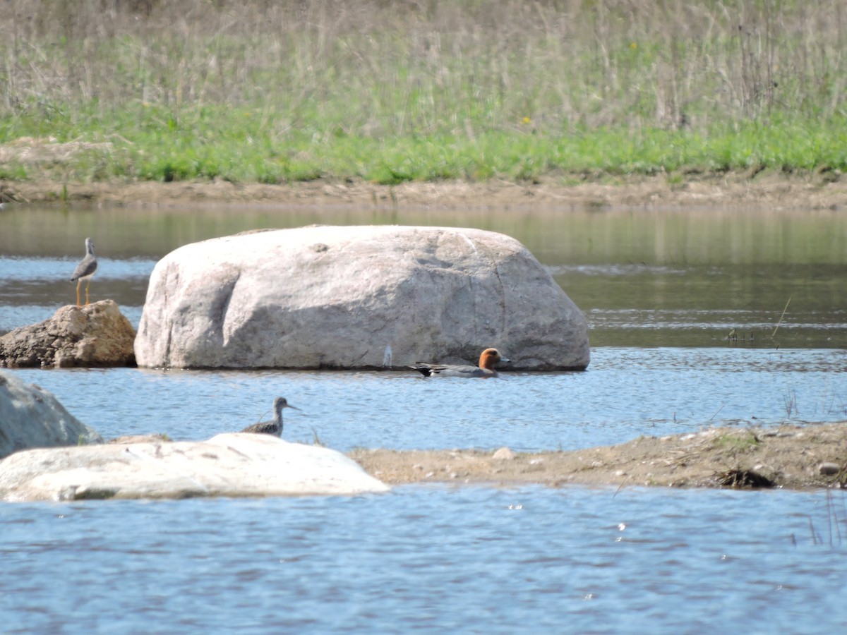 Eurasian Wigeon - ML121737191