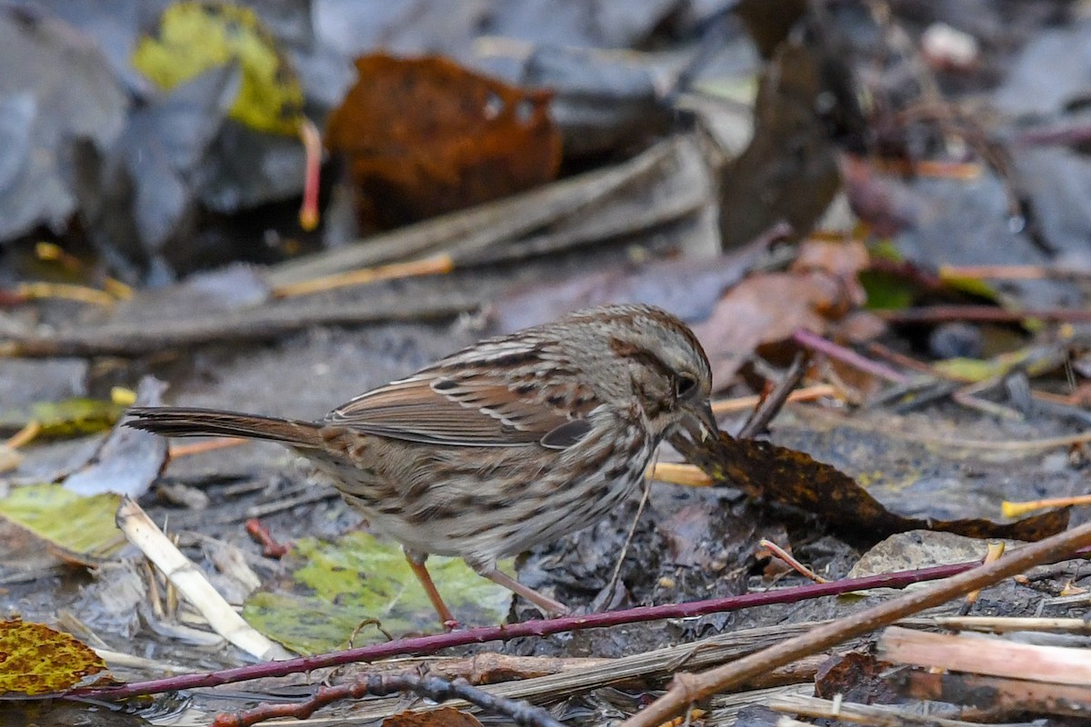 Passerellidae sp. (sparrow sp.) - ML121737401