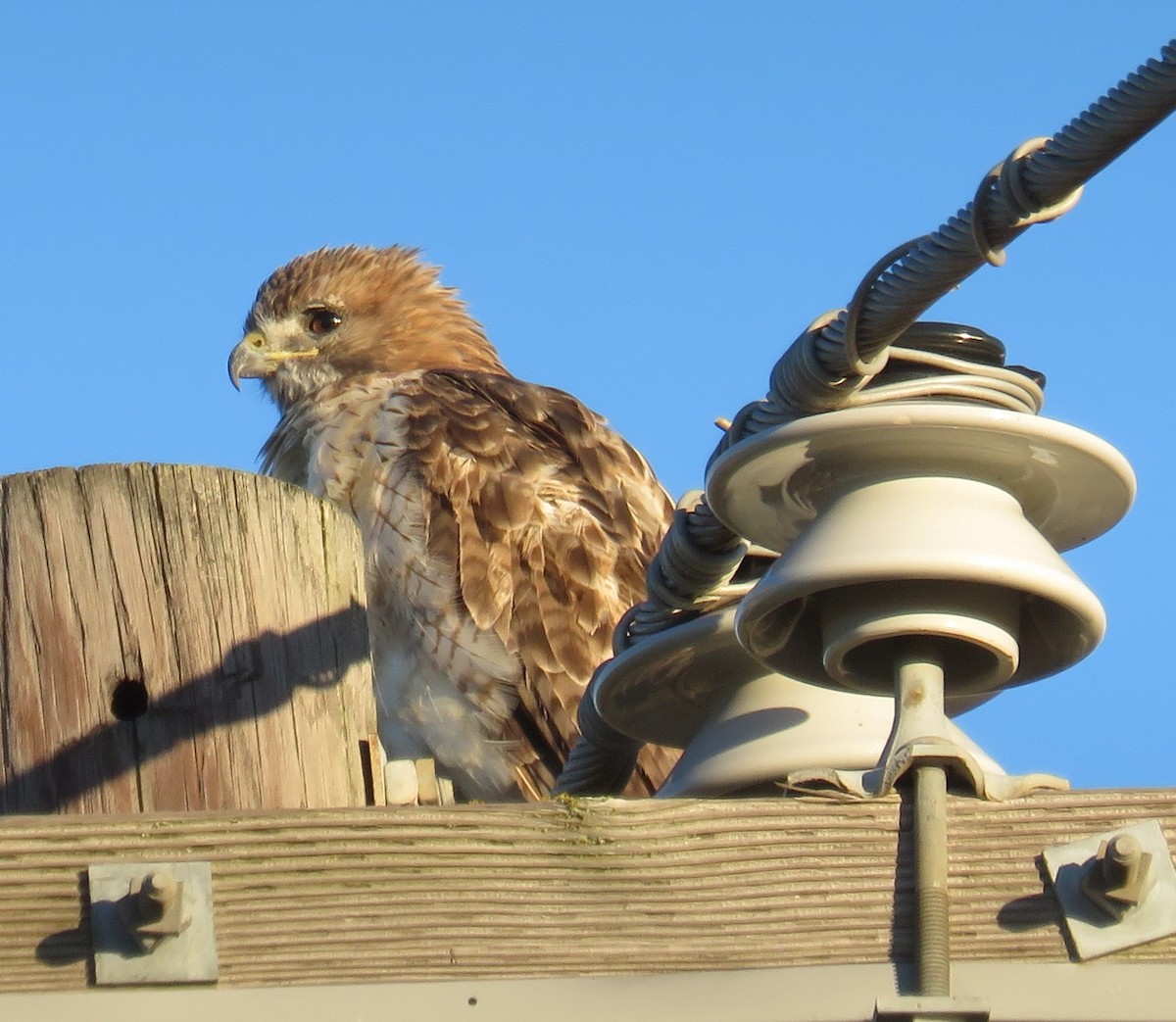 Red-tailed Hawk (fuertesi) - Bill Wright_cc