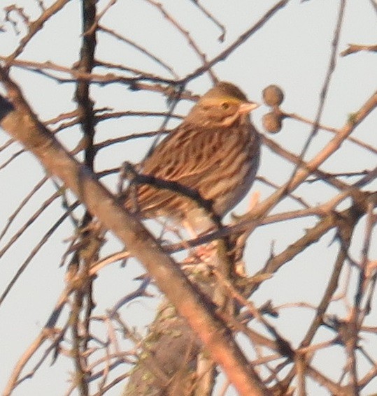 Savannah Sparrow - Bill Wright_cc