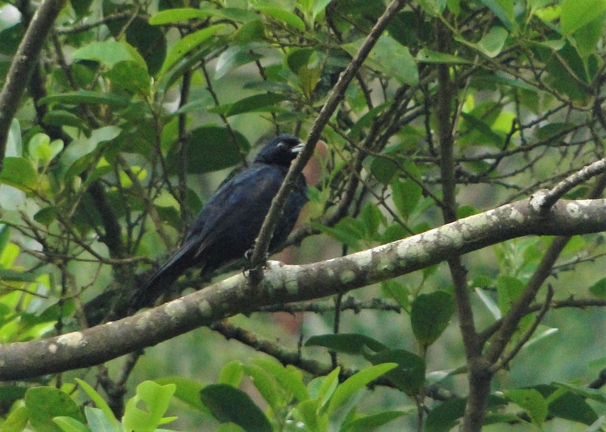 Ruby-crowned Tanager - ML121738191