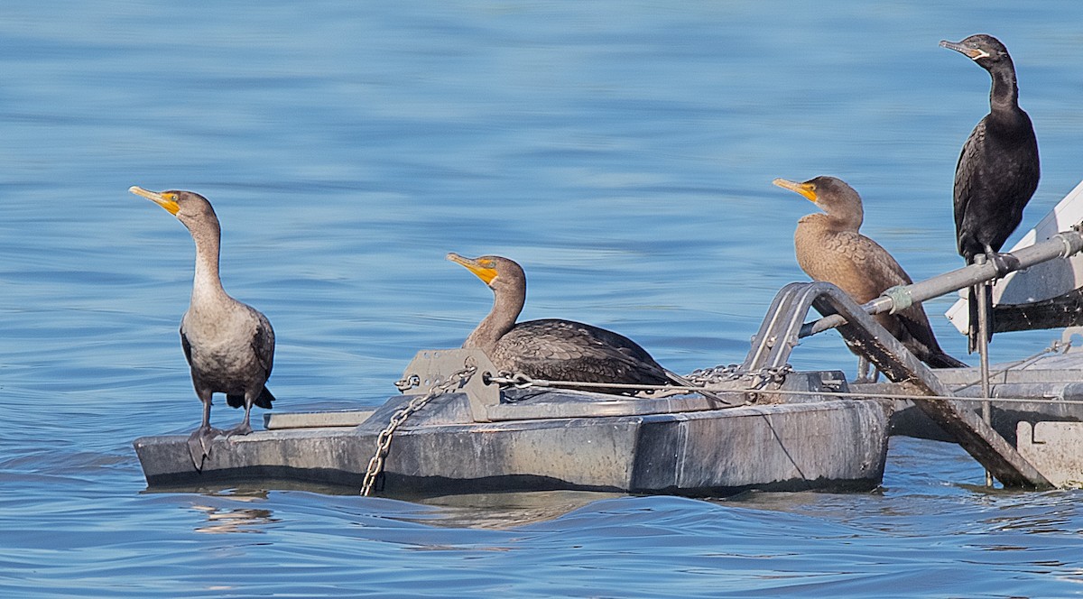 Double-crested Cormorant - ML121738701