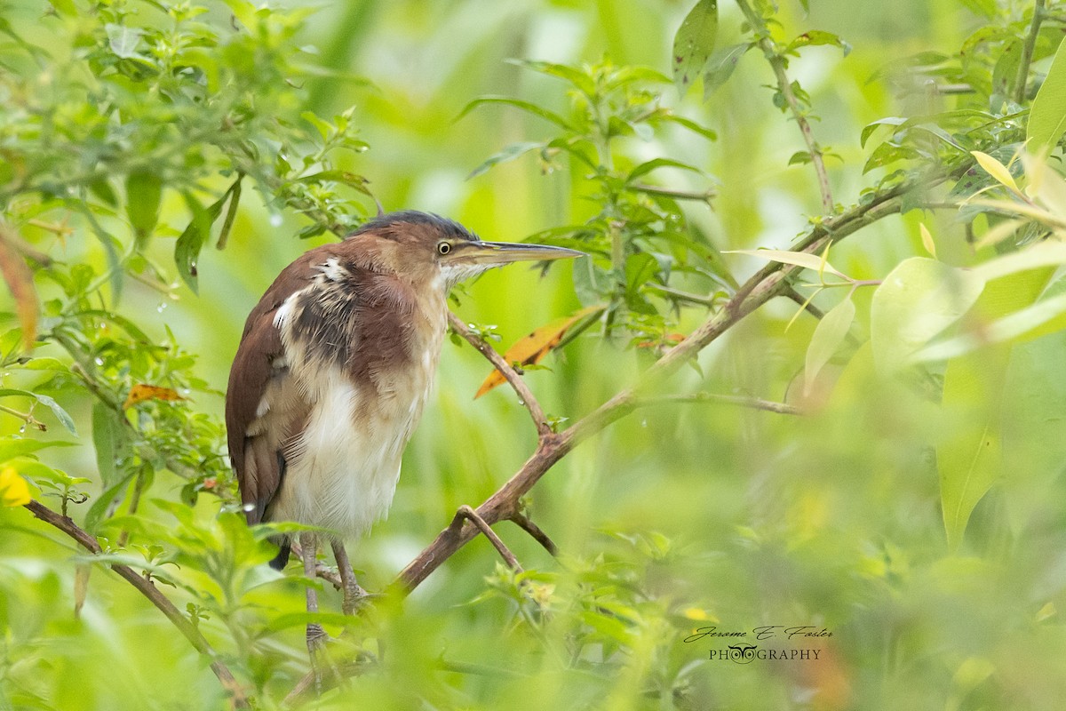 Least Bittern - ML121739061