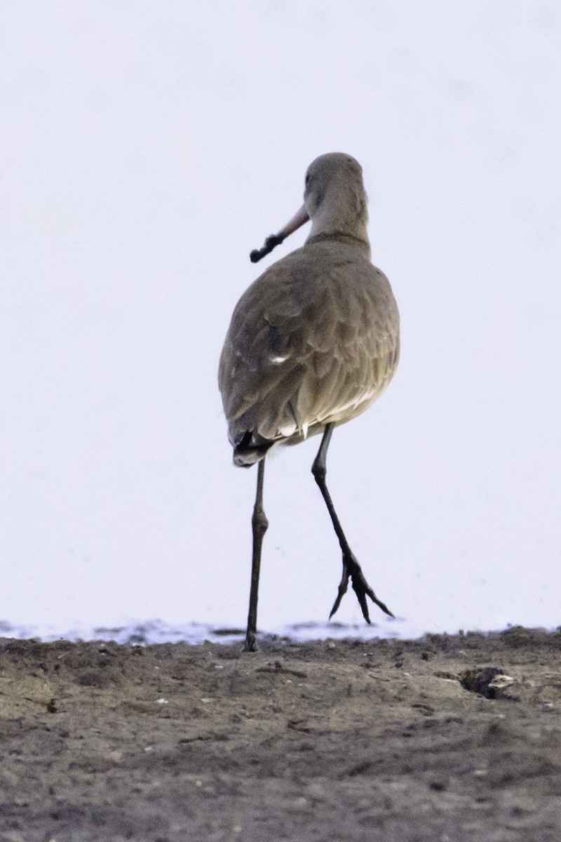 Black-tailed Godwit - ML121739271