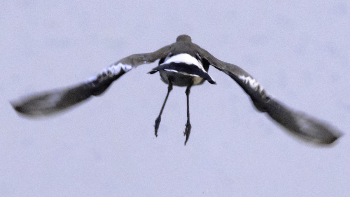 Black-tailed Godwit - ML121739281