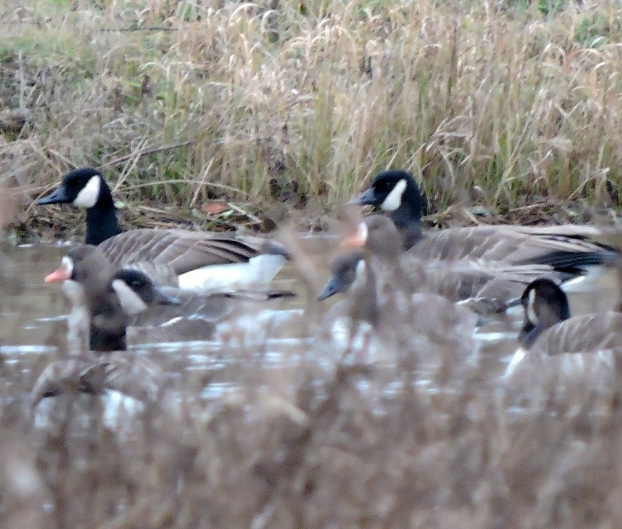 Greater White-fronted Goose - ML121739561