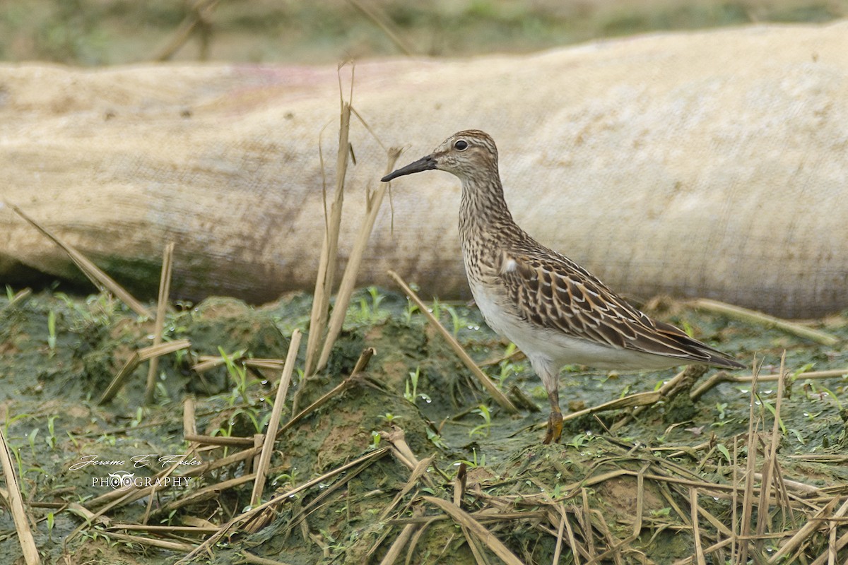 Pectoral Sandpiper - ML121739831