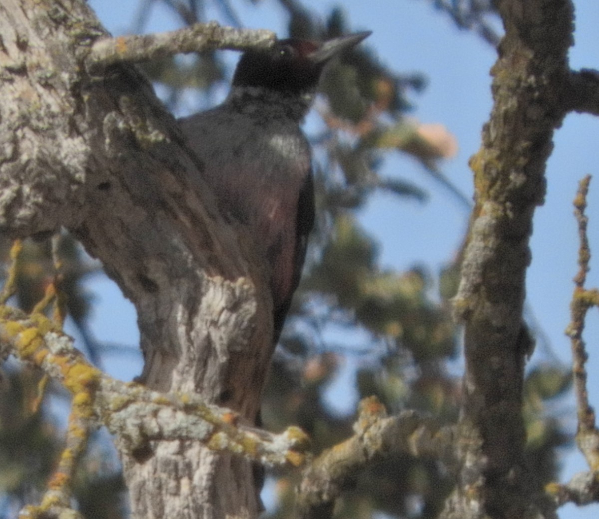 Lewis's Woodpecker - ML121741801