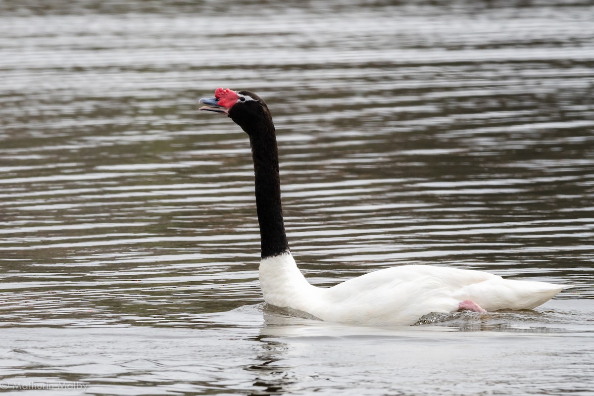 Black-necked Swan - Mathurin Malby