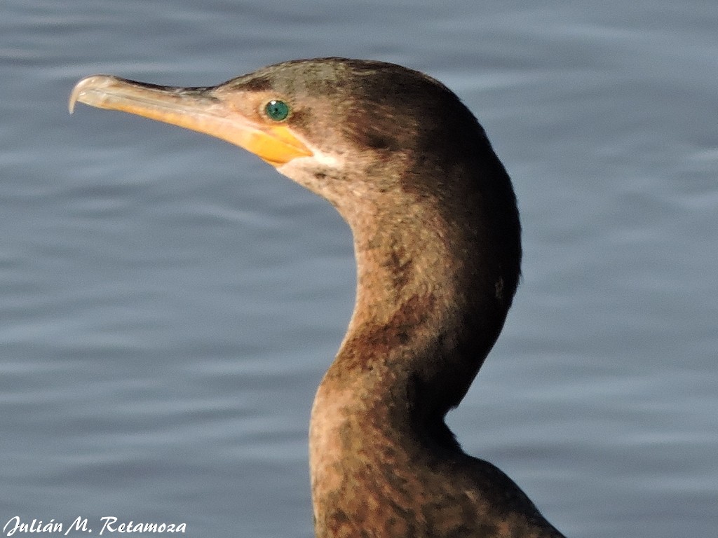 Cormorán Biguá - ML121743121