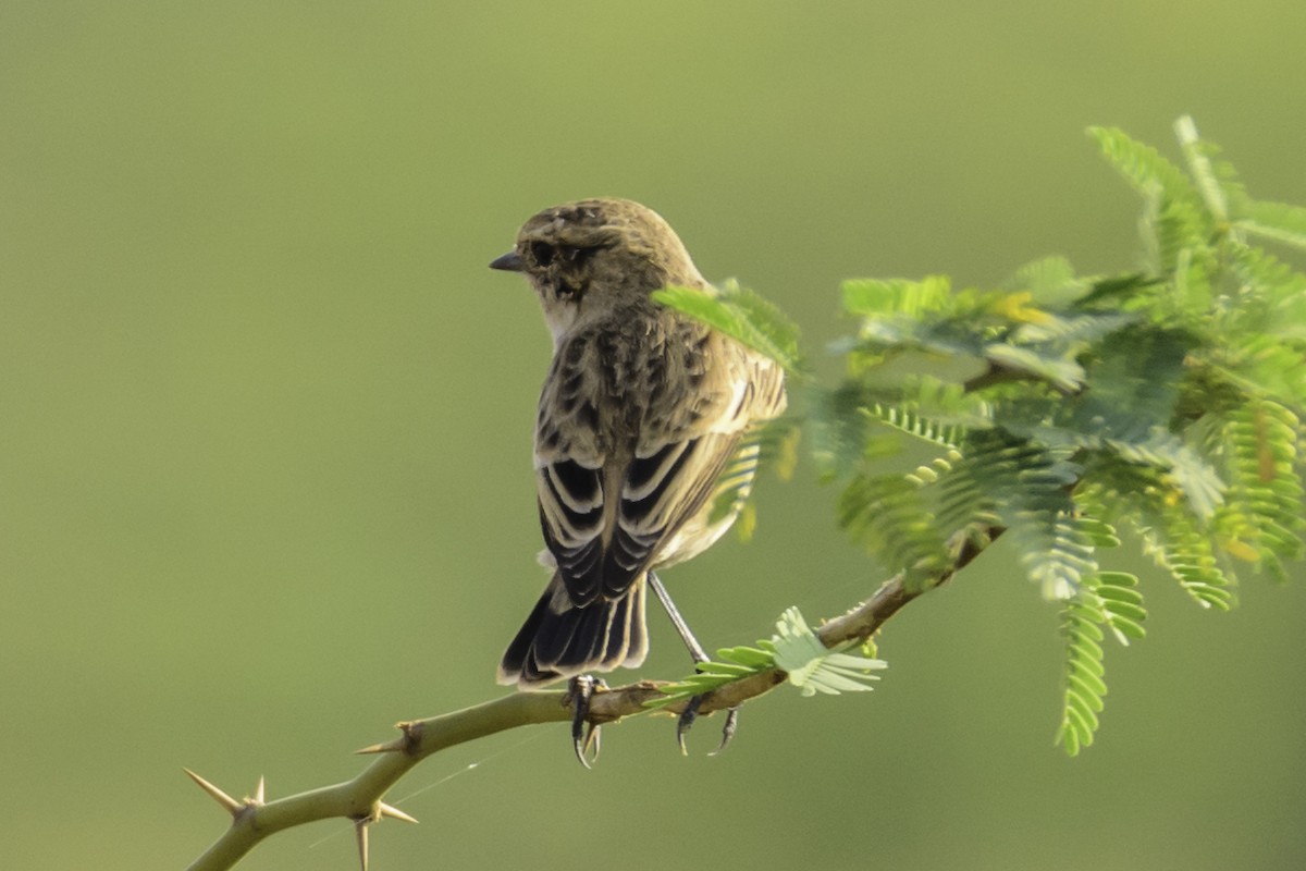 Siberian Stonechat - Ramesh Desai