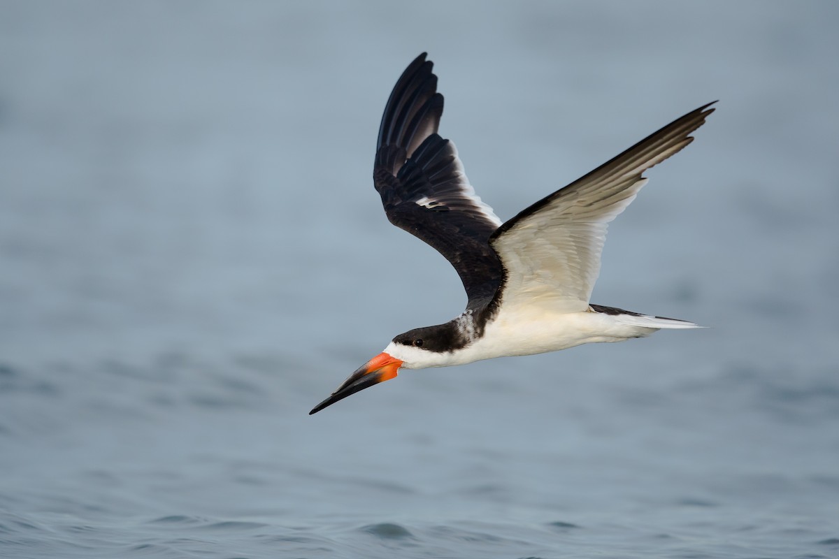 Black Skimmer - Dorian Anderson