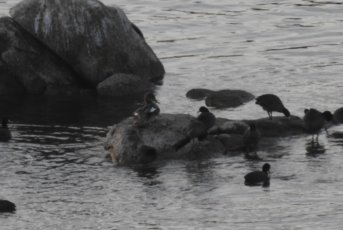 Common Merganser - ML121749251