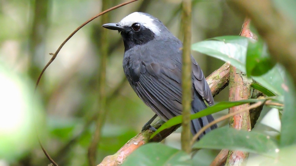 White-browed Antbird - ML121749471